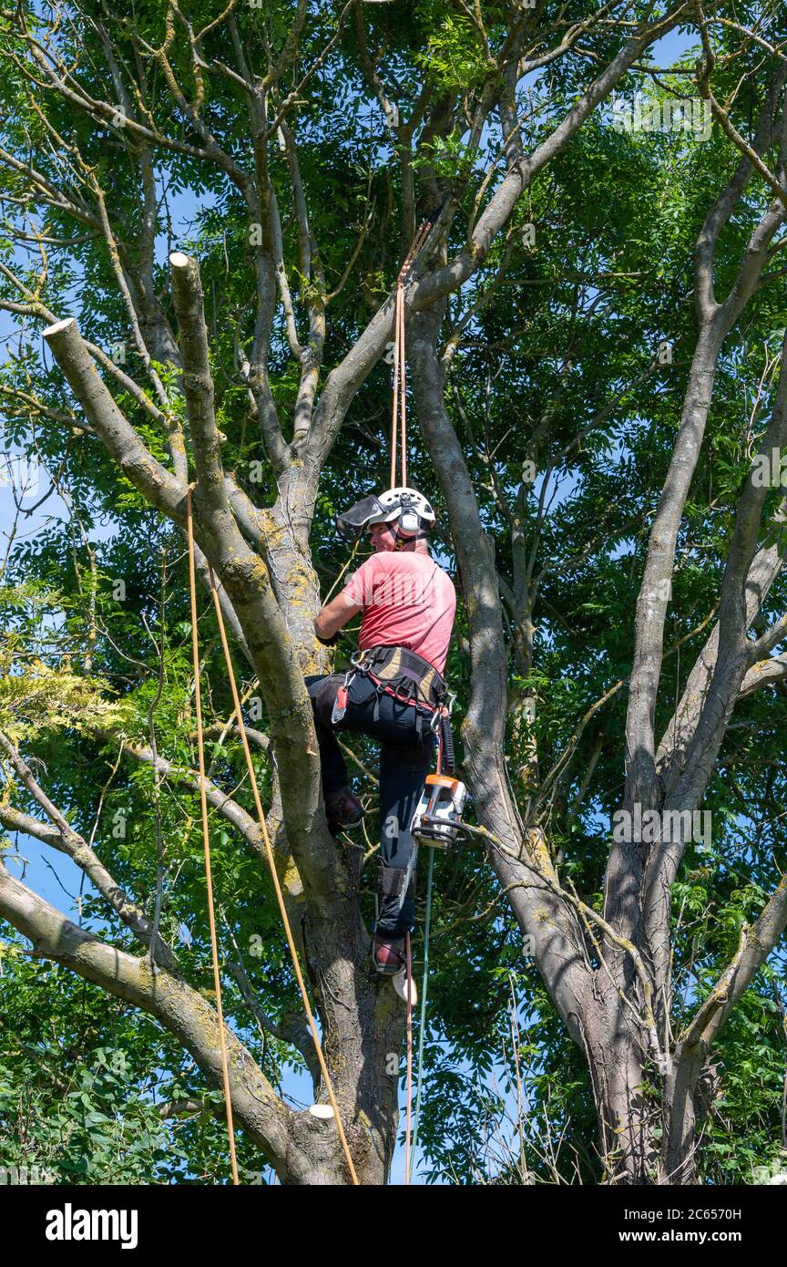 A Tree Surgeon or Arborist checking what to prune on a large tree Stock Photo