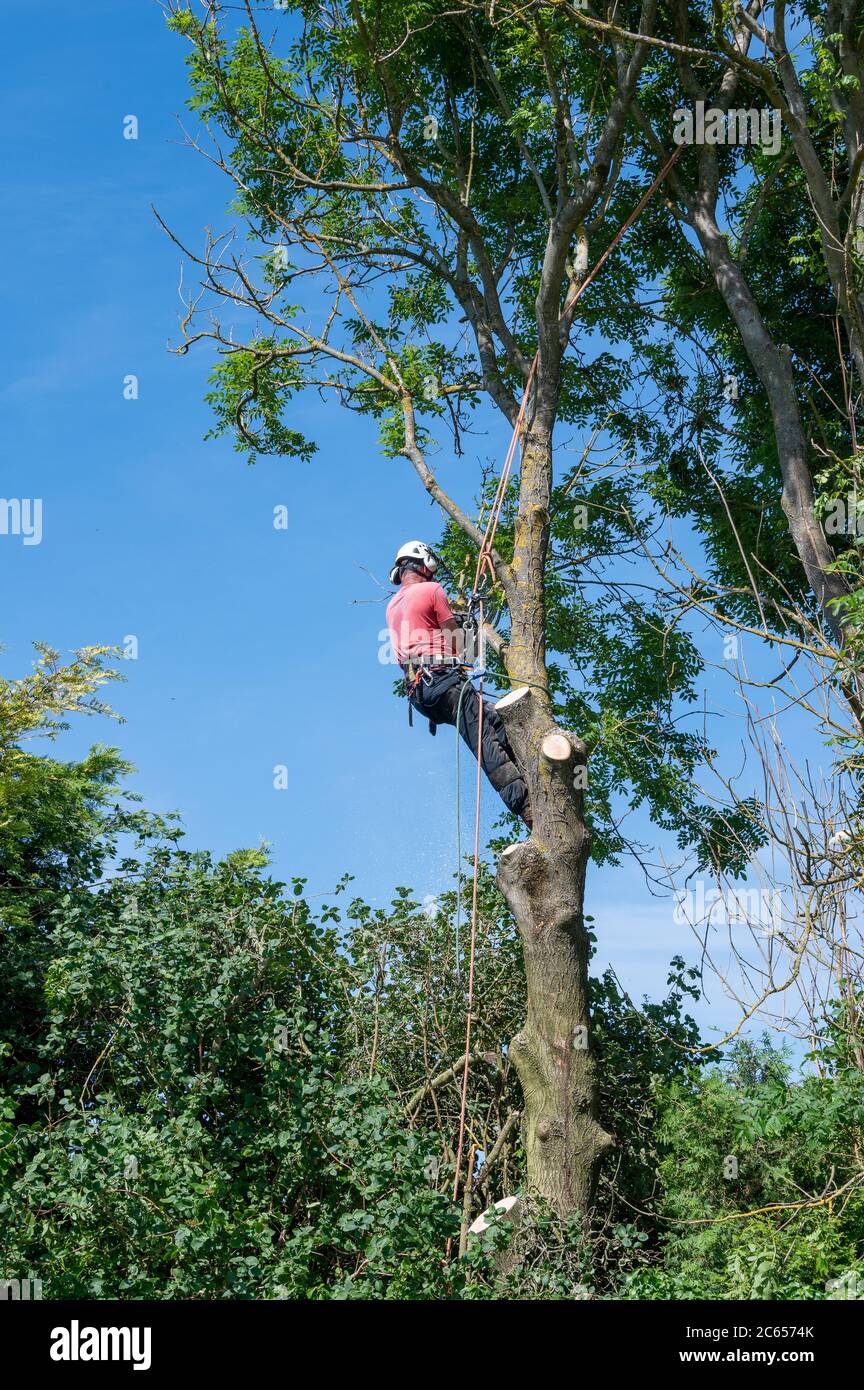 A Tree Surgeon or Arborist working up a tall tree using safety ropes. Stock Photo