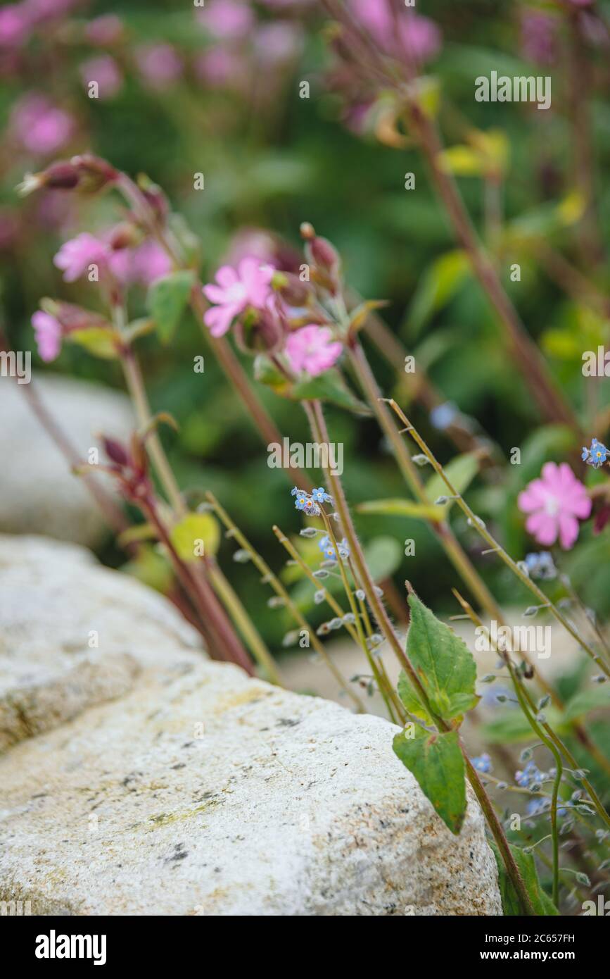 English wild flowers Stock Photo - Alamy