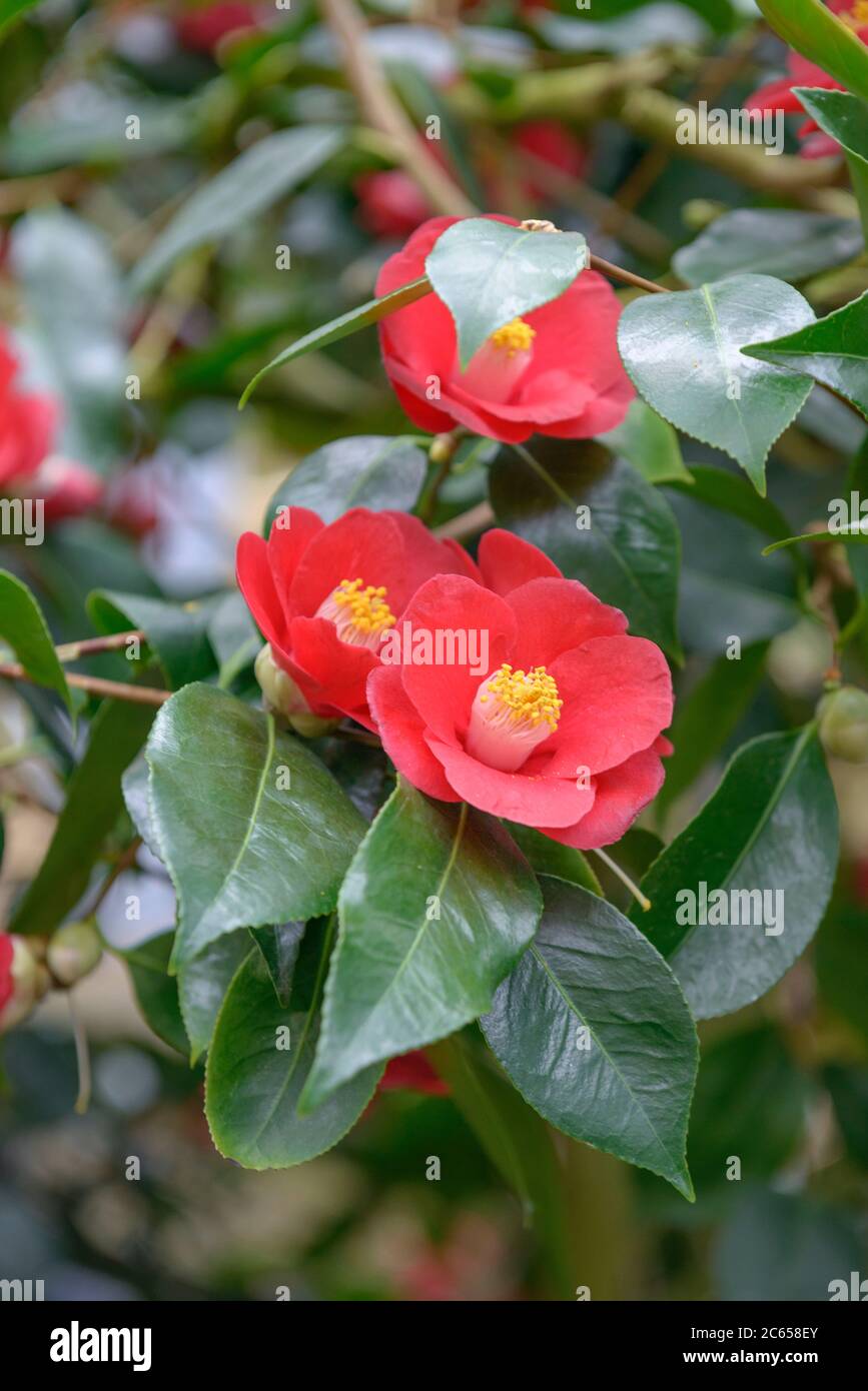 Kamelie Camellia japonica Ashiya Stock Photo