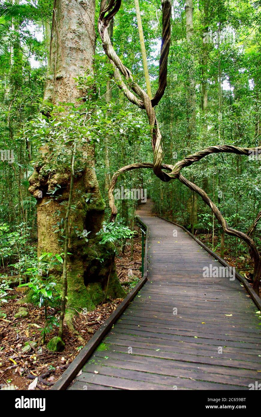 Wonga Vine draped over boardwalk in Mary Cairncross Scenic Reserve Maleny Queensland Stock Photo