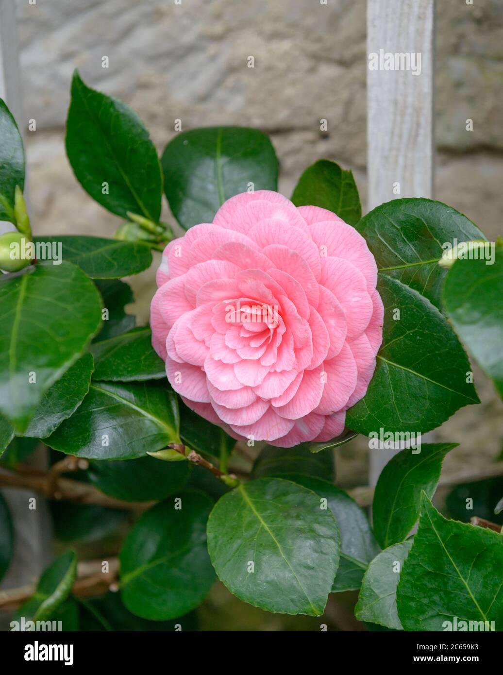 Kamelie Camellia japonica Saccoi Stock Photo