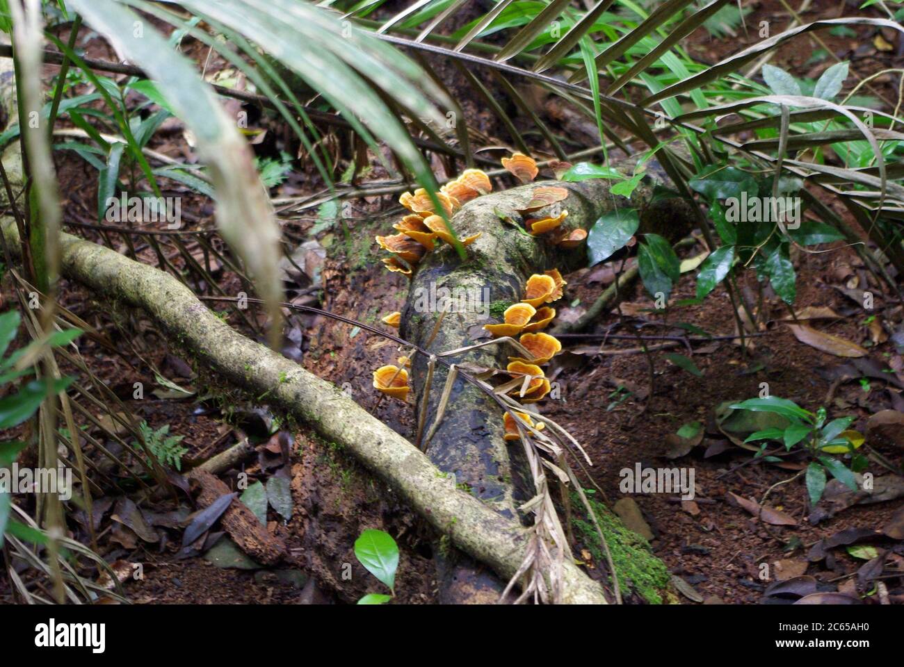 Orange bracket fungi on fallen log in Mary Cairncross Scenic Reserve Maleny Queensland Stock Photo