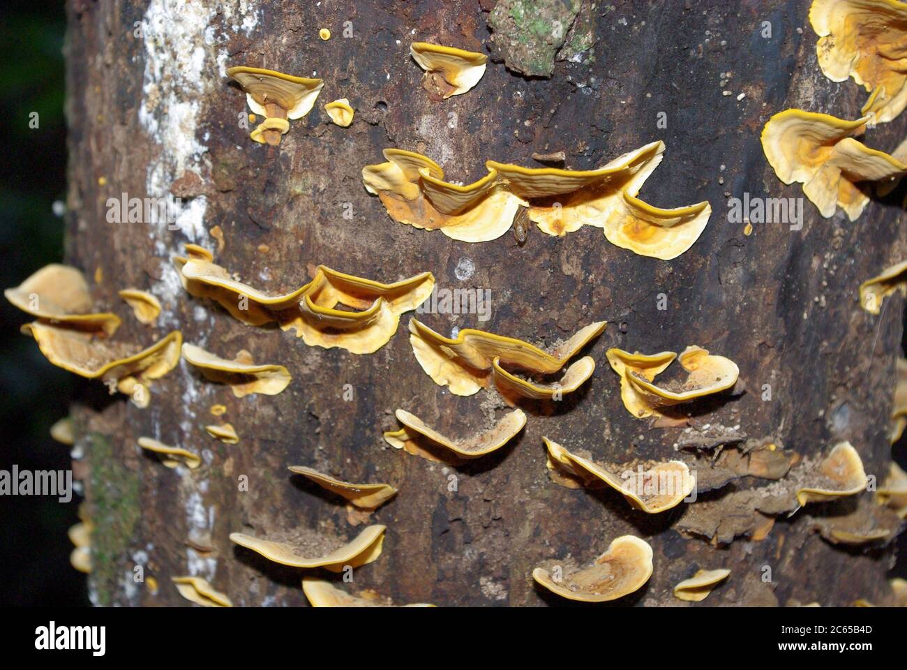 Orange bracket fungi on stump Mary Cairncross Reserve Queensland Stock Photo