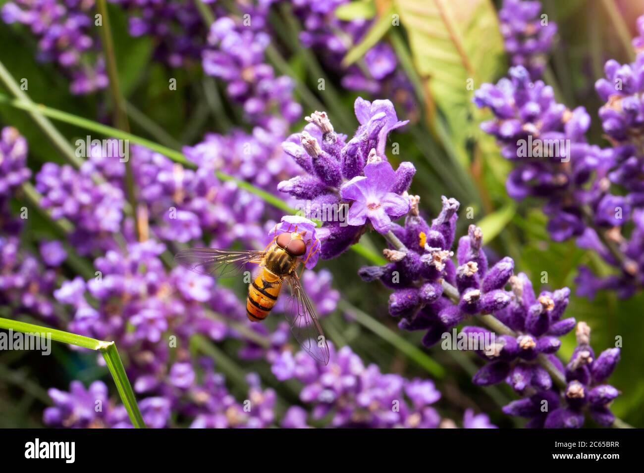 Hoverfly feeding on purple flowers. Macro photo of insect on lavender. Summer time. Stock Photo