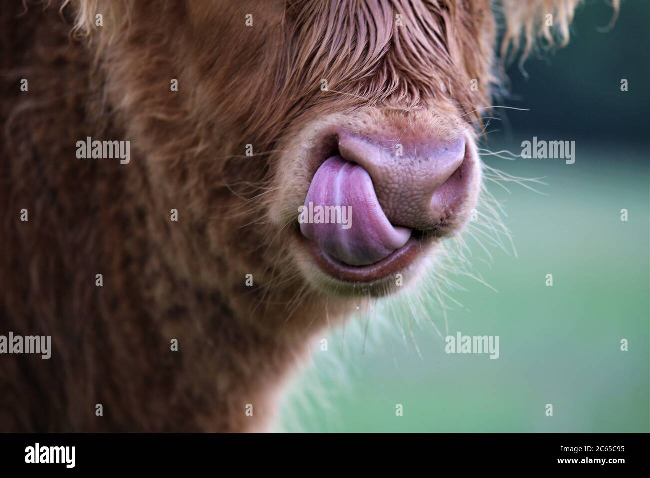 Galloway calf licks his nose with his tongue Stock Photo