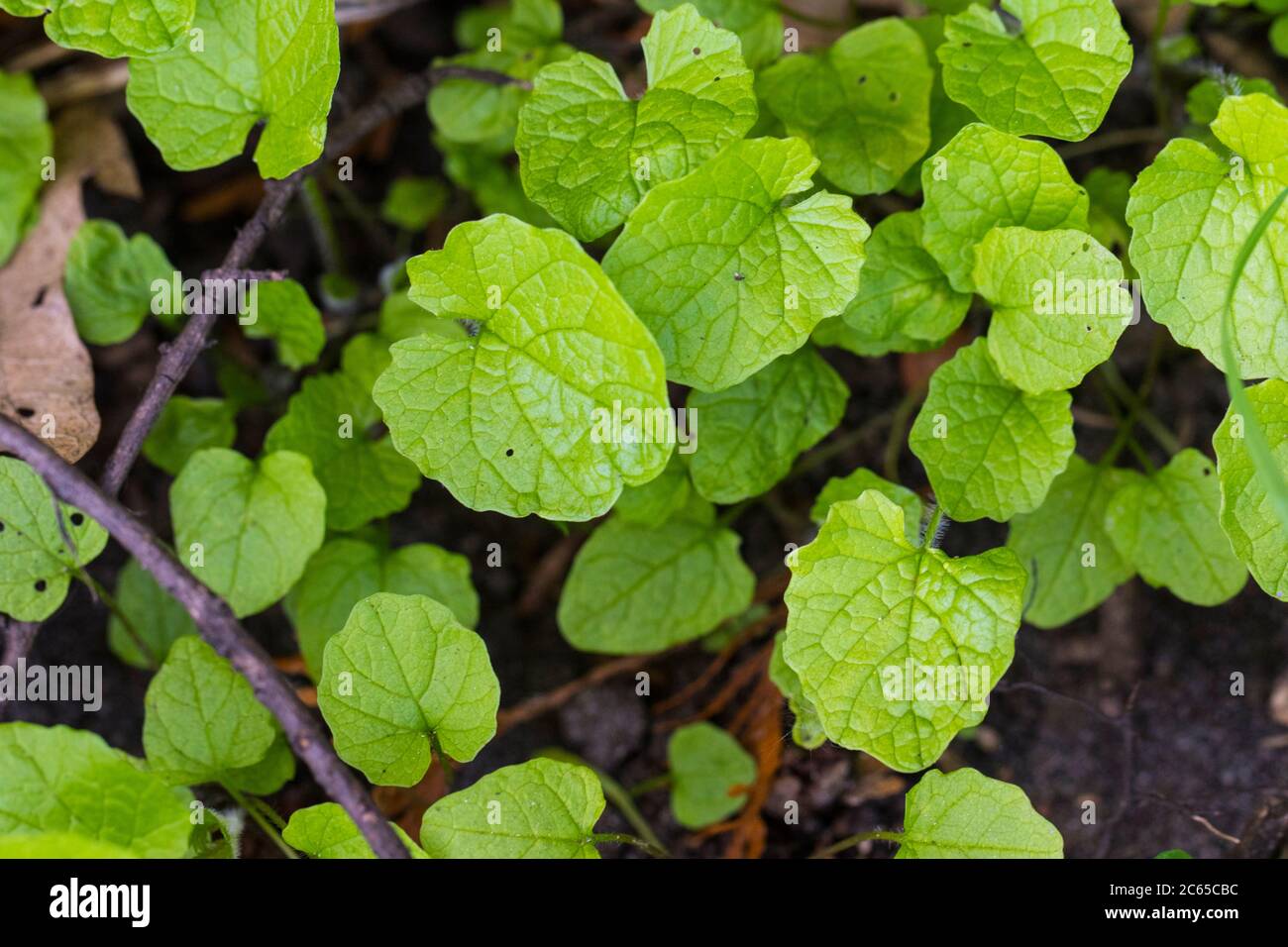 Garlic Mustard leaves Stock Photo