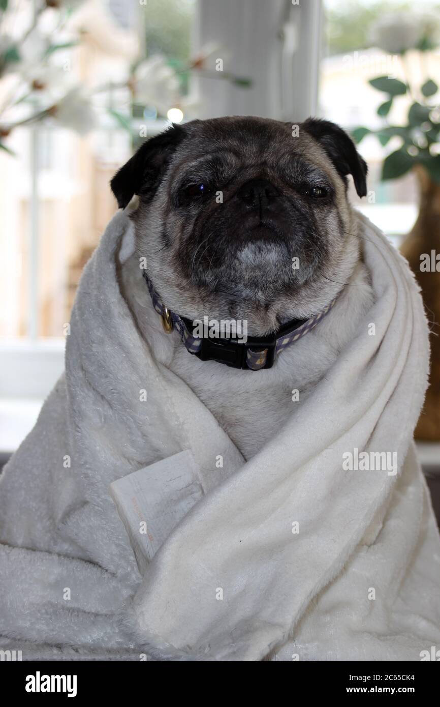 Pug wrapped in a blanket Stock Photo Alamy