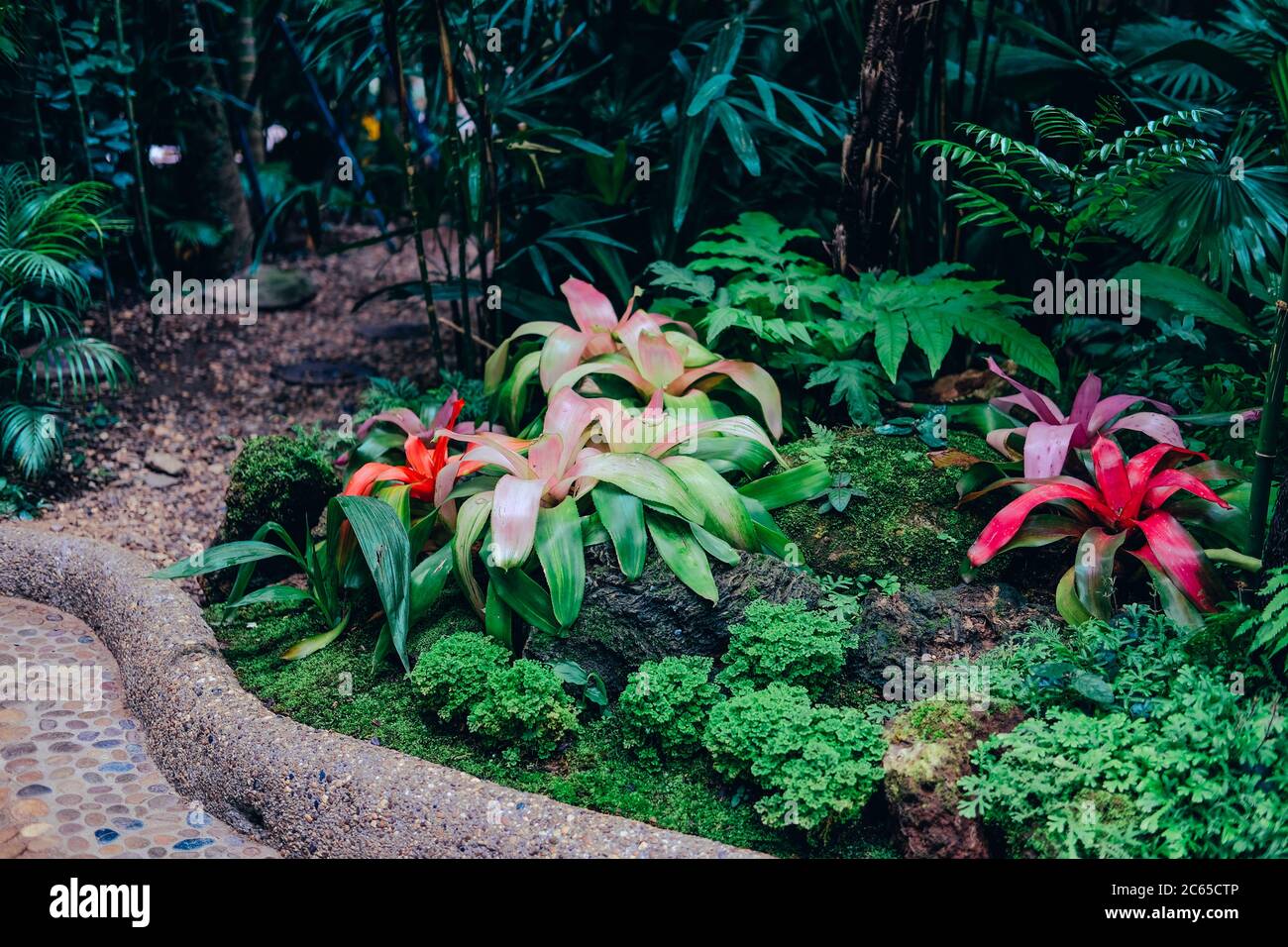 Urn bromeliad tropical plant in garden park Stock Photo