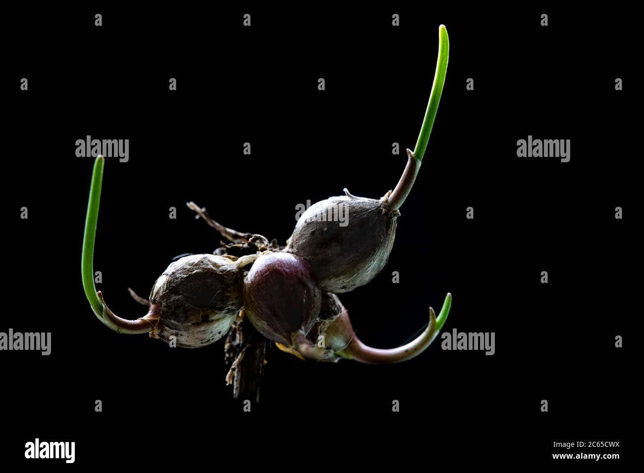 Keeled Garlic, Allium carinatum Stock Photo
