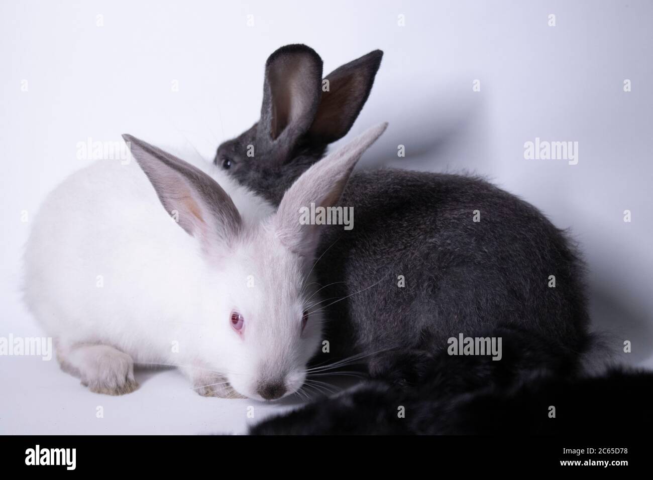 gray and white rabbits-bunnies scared near a natural woolen black coat ...
