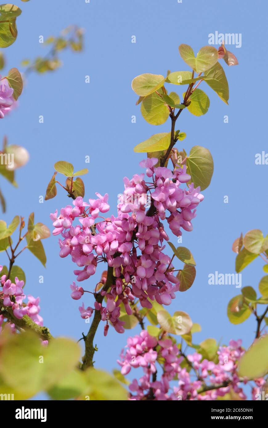 Judasbaum Cercis siliquastrum Stock Photo