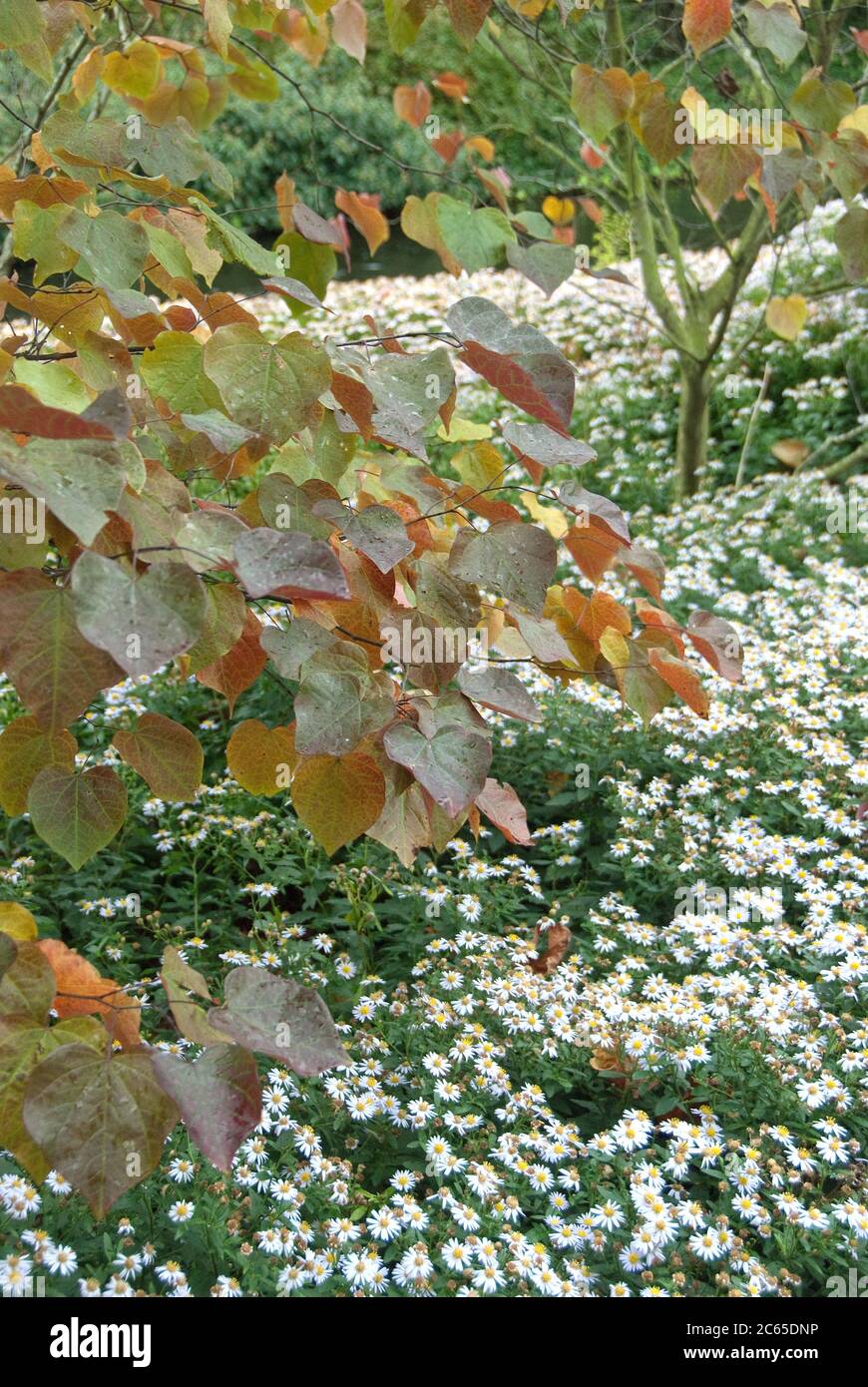 Judasbaum Cercis canadensis Forest Pansy, Aster Aster ageratoides Stardust Stock Photo