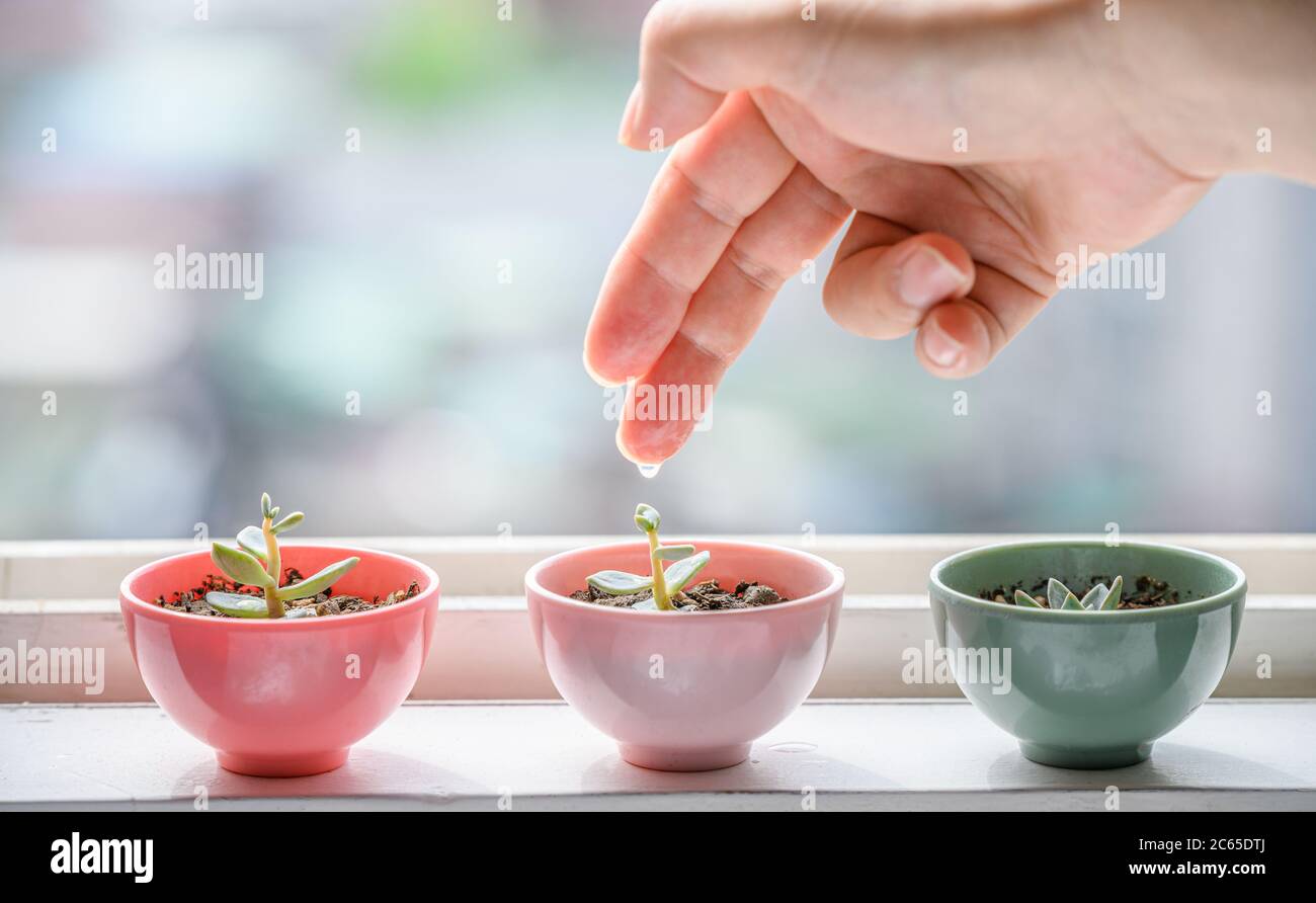 A small succulent on the window sill waters the pots with his fingers. Stock Photo