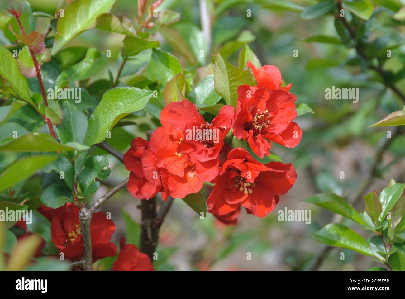 Chaenomeles superba hi res stock photography and images   Page 18 ...