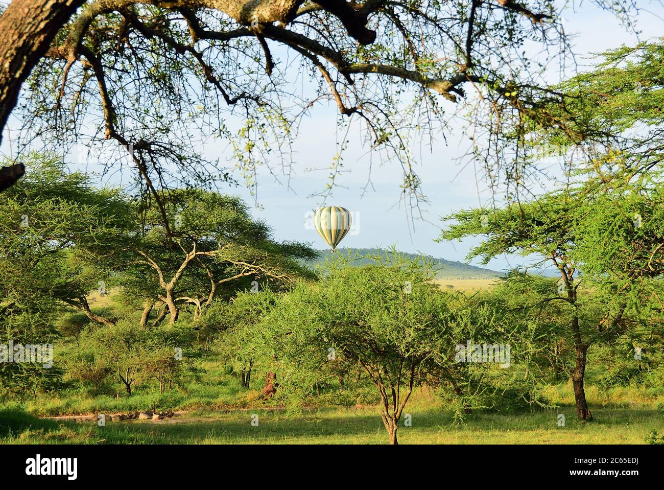 Hot air balloon over the savannah in Serengeti national park shown at