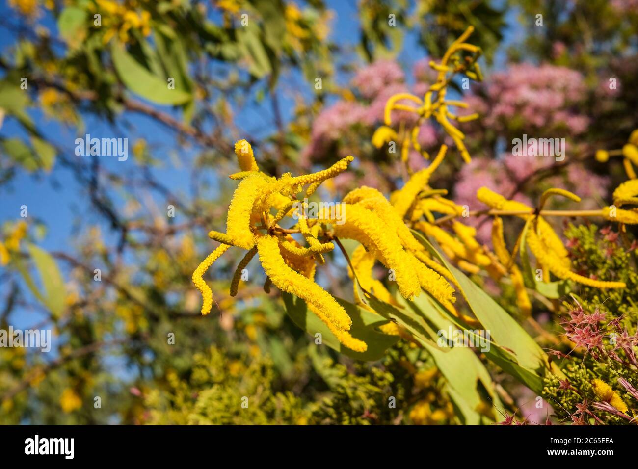 Acacia auriculiformis in the Northern Territory of Australia Stock Photo