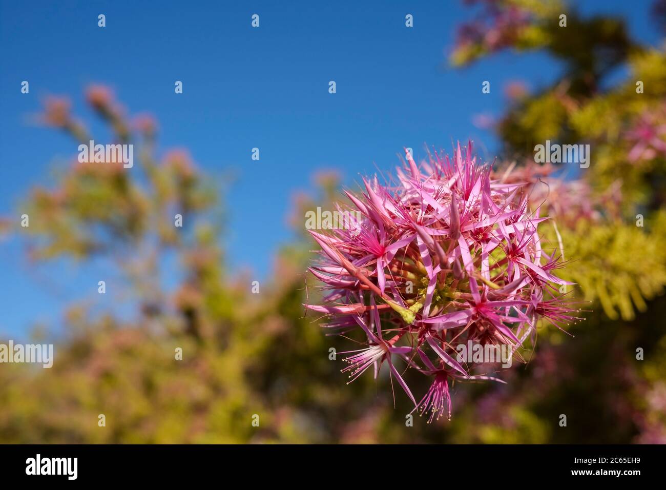 Calytrix exstipulata also known as Pink Turkey Bush or Kimberley heather is a native flower of Australia. Stock Photo