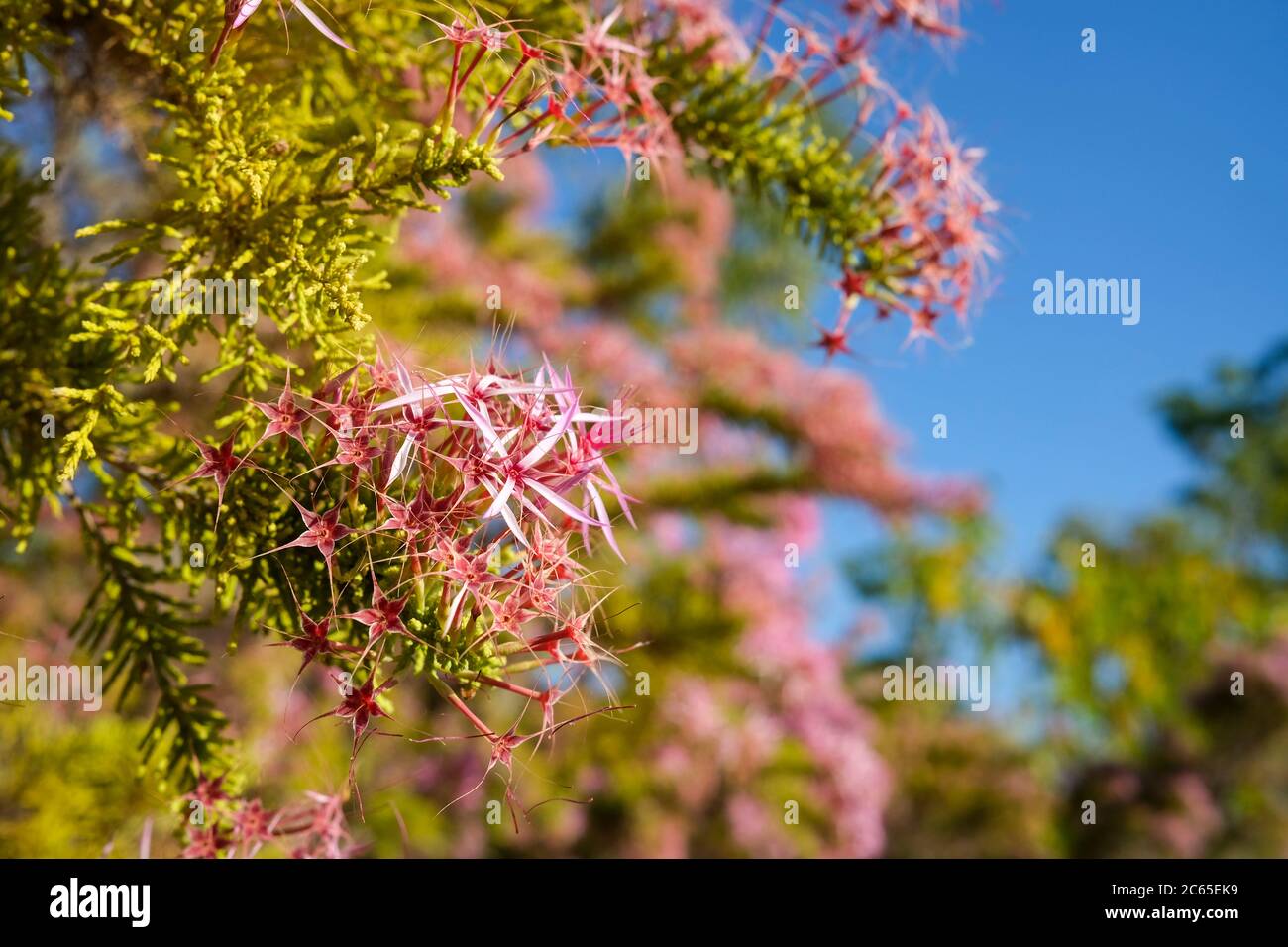 Calytrix exstipulata also known as Pink Turkey Bush or Kimberley heather is a native flower of Australia. Stock Photo