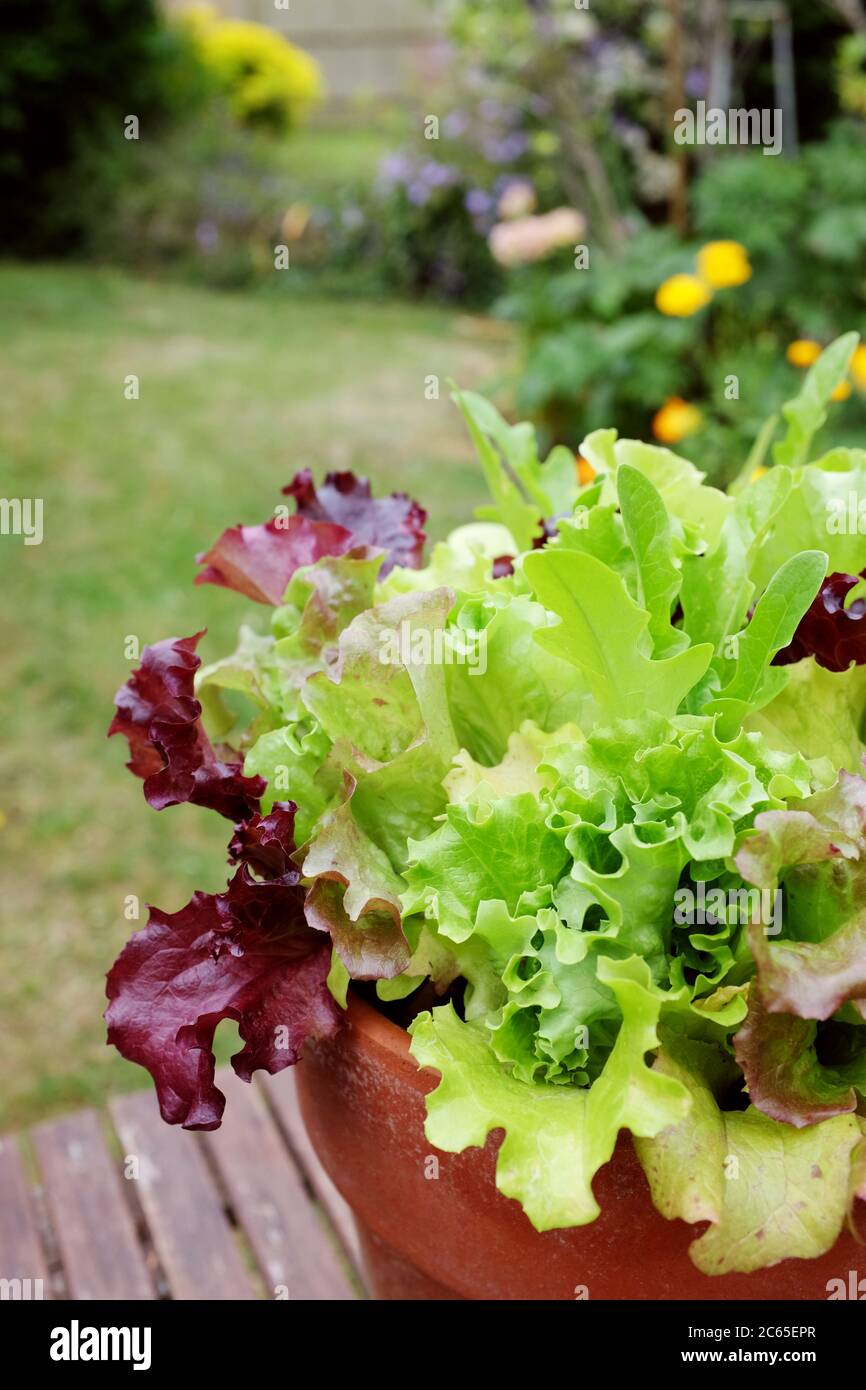 Fresh salad leaves, detail of mixed lettuce plants in selective focus against a summer garden Stock Photo