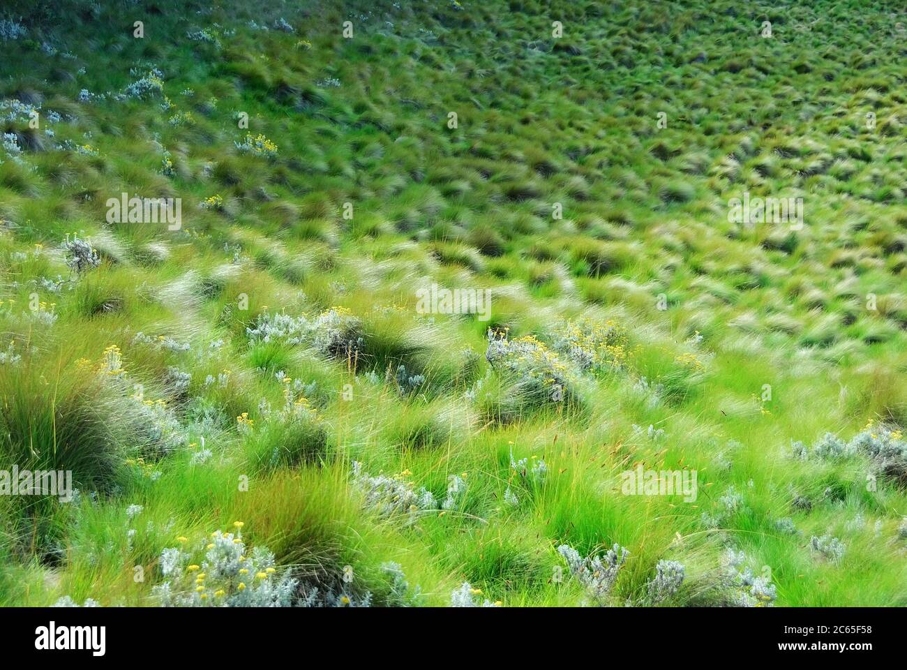 Grass on the bottom of Maundi crater. Marangu route, mount Kilimanjaro, Tanzania, Africa Stock Photo