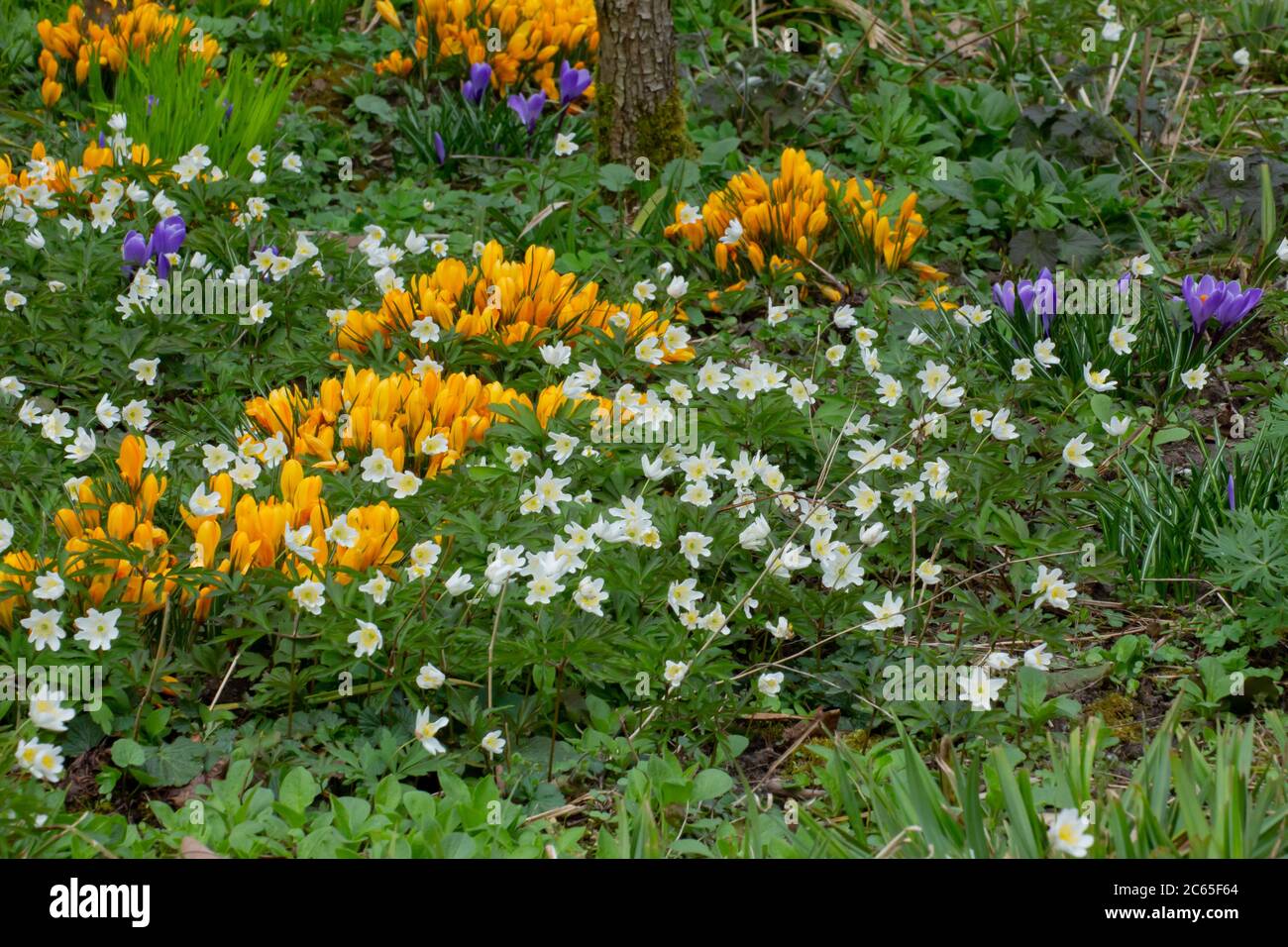 Colorful flowerbed with white wood anemones and Yellow and purple saffron crocus, Anemone nemorosa and Crocus vernus Stock Photo