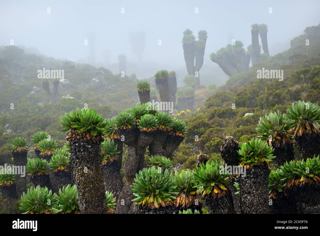Endemic plants are Senecio Kilimanjari shown at dawn. This plant is grown only around Kilimanjaro mount. Early evening fog. Tanzania, Africa Stock Photo