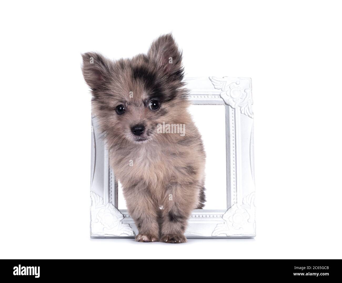 Very cute blue merle mixed breed Pomerian / Boomer puppy, standing through white photo frame. Looking towards camera with shiny dark eyes. Isolated on Stock Photo
