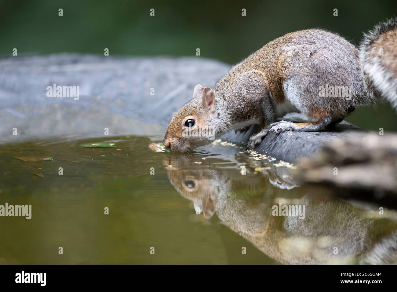 Grey Squirrel Sciurus carolinensis or Eastern Gray Squirrel in profile crouching to drink water from a wildlife pond in Yorkshire U.K. Stock Photo