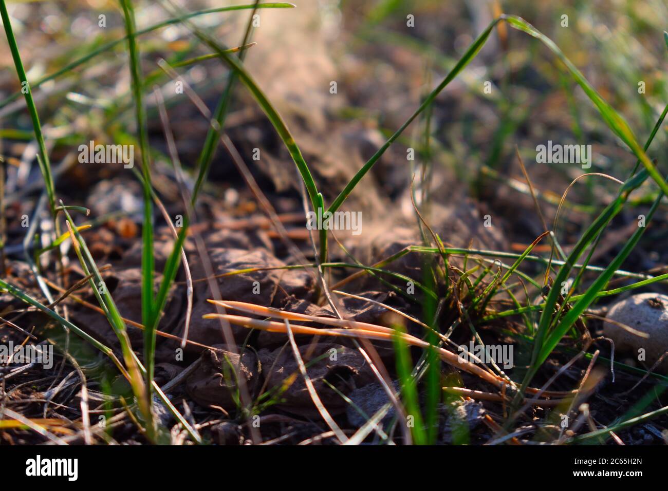 Puffball Fungus Releasing Spores After Being Pressed Stock Photo