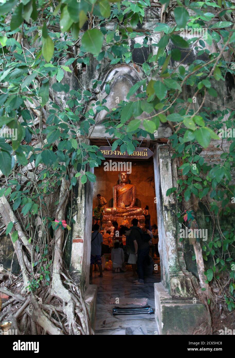 A view of Wat Bang Kung Banyan Tree Temple in Amphawa.Built in the Ayutthaya period 1767, the roots, trunk and leaves of the banyan tree dominate the temple where there is a statue of Buddha enshrined in the hall. It is about 85 kms southwest of Bangkok. Stock Photo