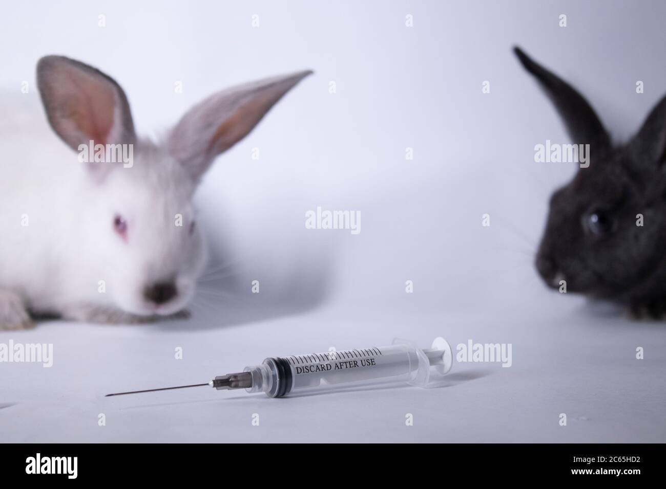 scared white and gray rabbits-bunnies near an injection-syringe. copy  space. veterinary, experiments, cosmetics concept. High quality photo Stock  Photo - Alamy