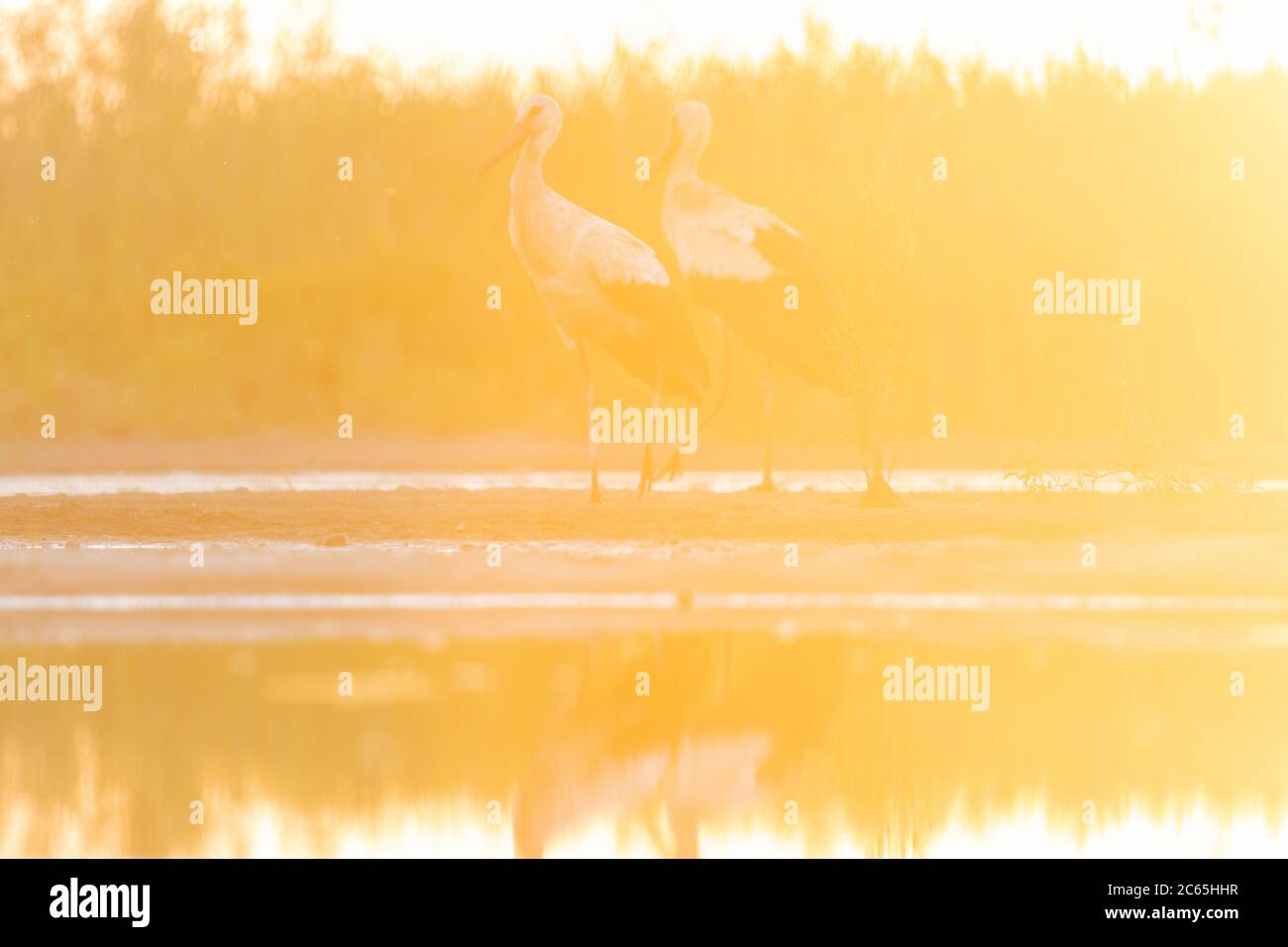 pair of white storks at sunset Stock Photo