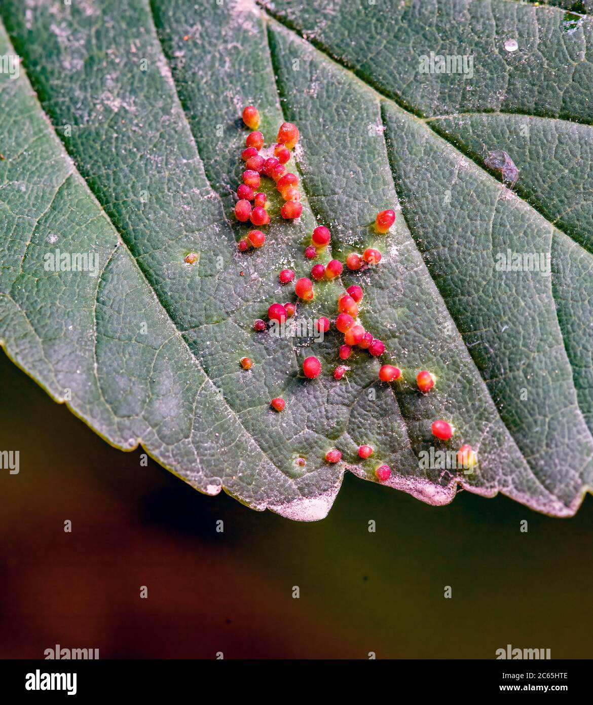Aphid Eggs