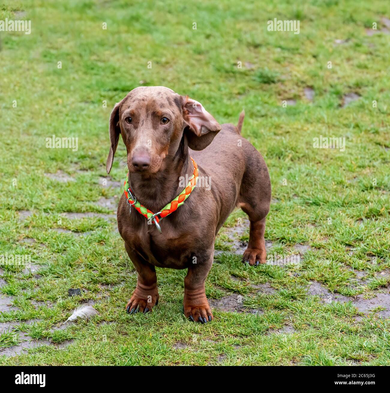 Monty the dachshund Stock Photo