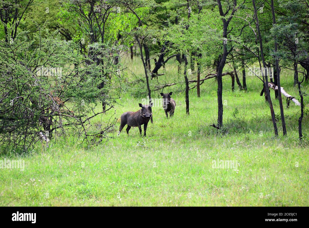 Two warthogs in forest at dawn, Serengeti National Park, Tanzania, Africa Stock Photo