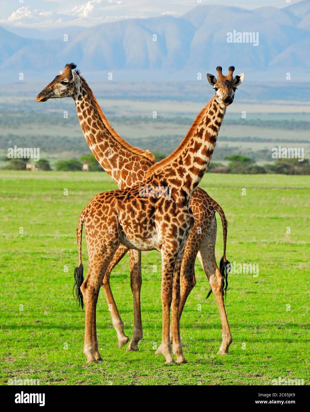 Giraffes in serengeti national park hi-res stock photography and images ...