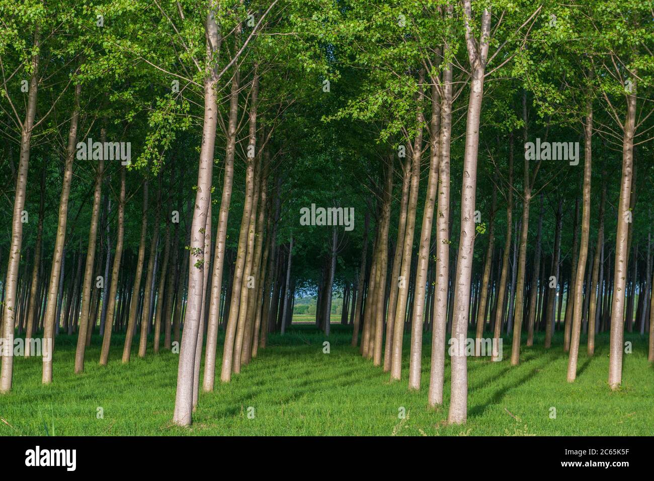 Artificial forest in Pordenone, Italy. Renewable source of wood Stock