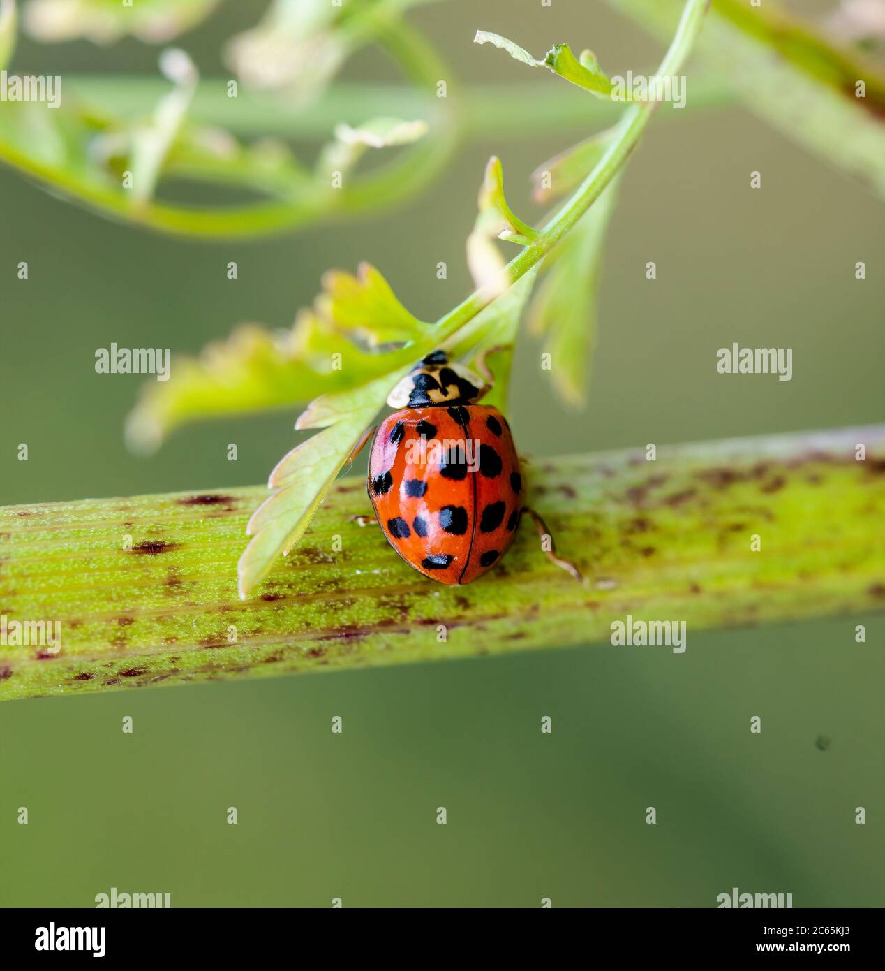 Harlequin ladybird on leaf stak Stock Photo