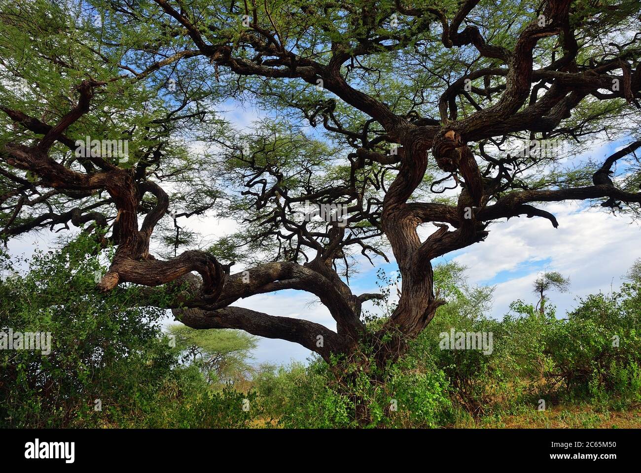 Under the crown of a large umbrella acacia in the national park of Lake Manyara, Tanzania, Africa Stock Photo