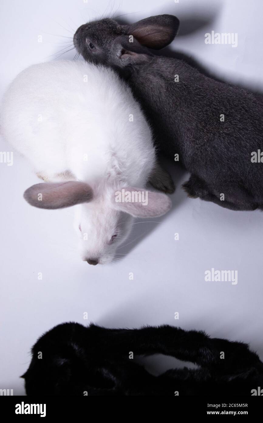 Scared White Rabbit gray and white rabbits-bunnies scared near a natural woolen black coat ...