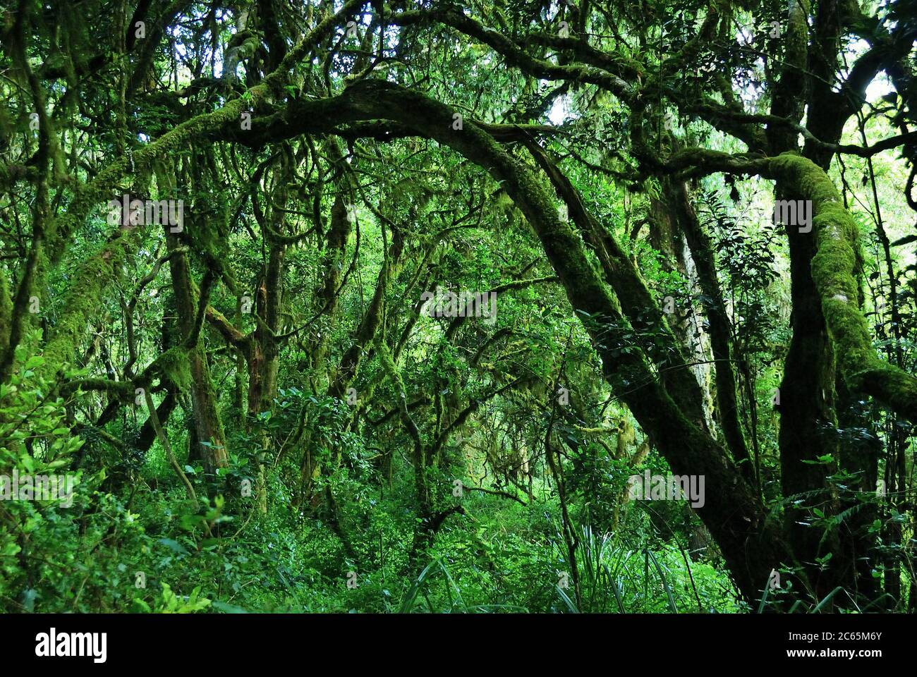 A jungle trees covered with moss on the rim of the Maundi crater in Mount Kilimanjaro. Landscape of Marangu route during summit on top. Tanzania, Afri Stock Photo