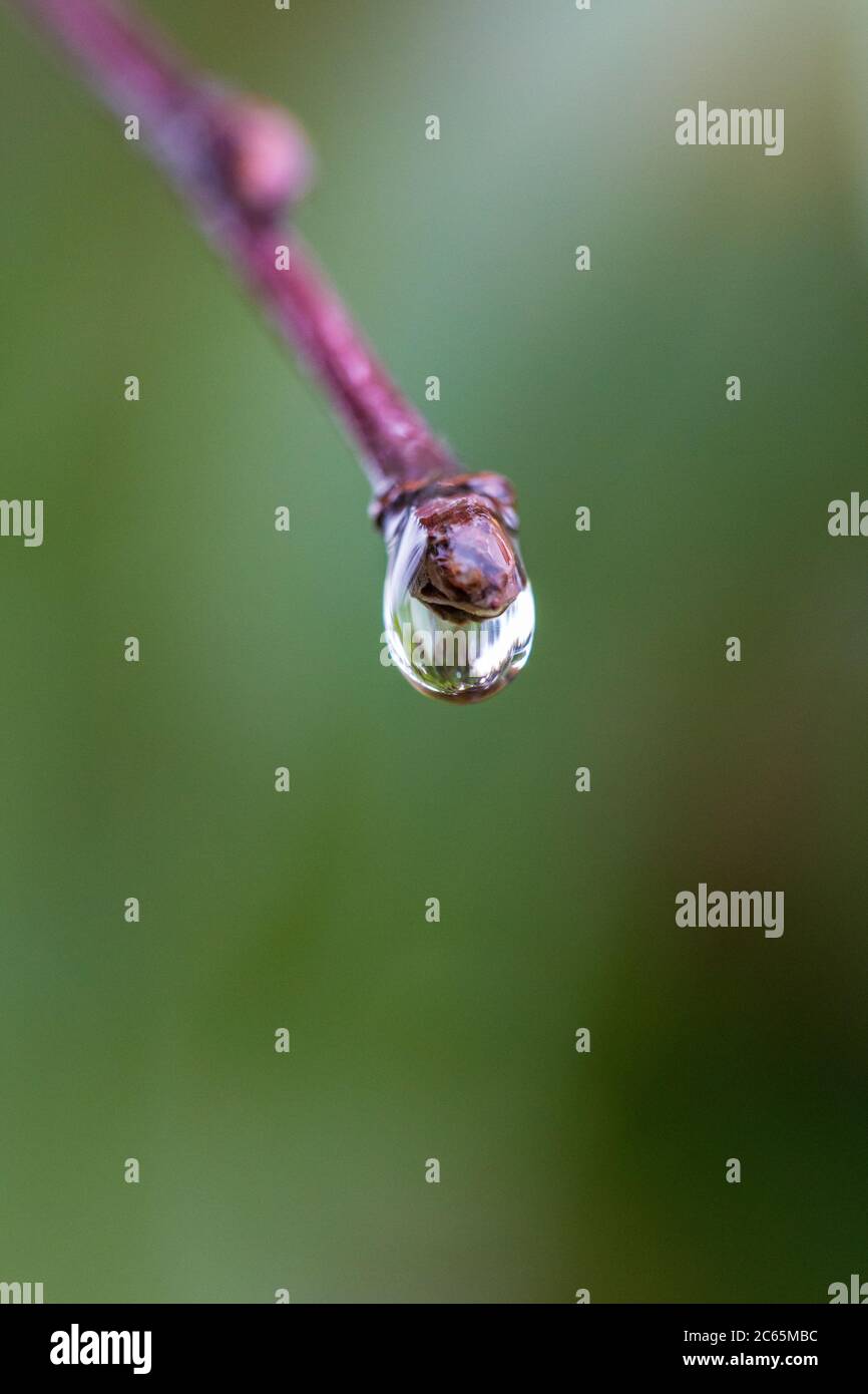 Macro closeup of outdoor nature, tree branches with raindrops Stock Photo