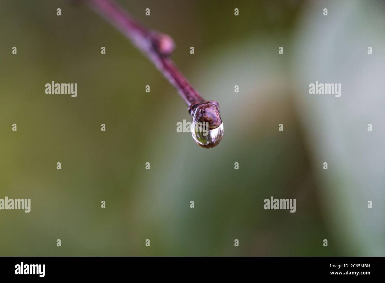 Macro closeup of outdoor nature, tree branches with raindrops Stock Photo