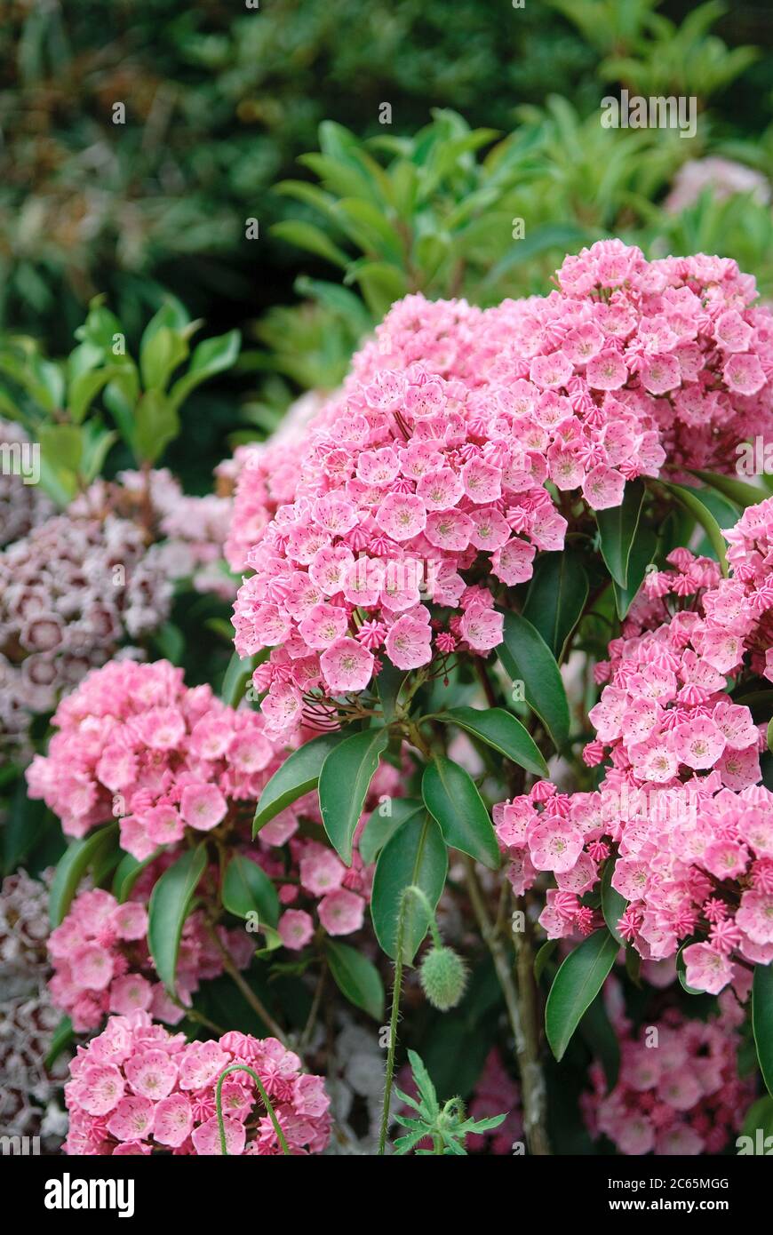 Lorbeerrose Kalmia latifolia Rosenquarz Stock Photo Alamy
