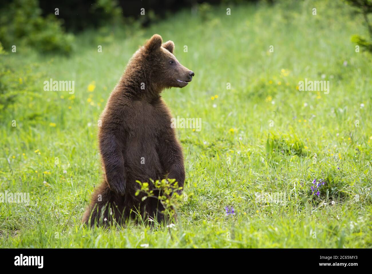 Juvenile brown bear standing on rear legs on meadow in summertime. Stock Photo
