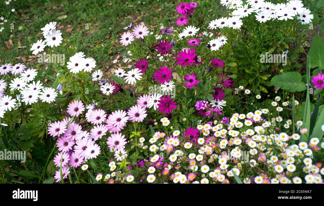 White, Pink and purple Erigeron and osteospermum flowers Stock Photo
