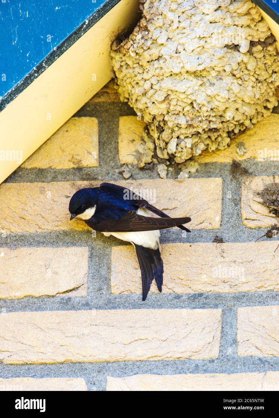 Common House Martin (Delichon urbica) clinging to wall of a house near its nest in an urban area in Friesland, Netherlands. Bird looking down. Stock Photo