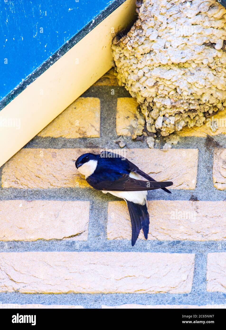 Common House Martin (Delichon urbica) clinging to wall of a house near its nest in an urban area in Friesland, Netherlands. Looking around alert. Stock Photo