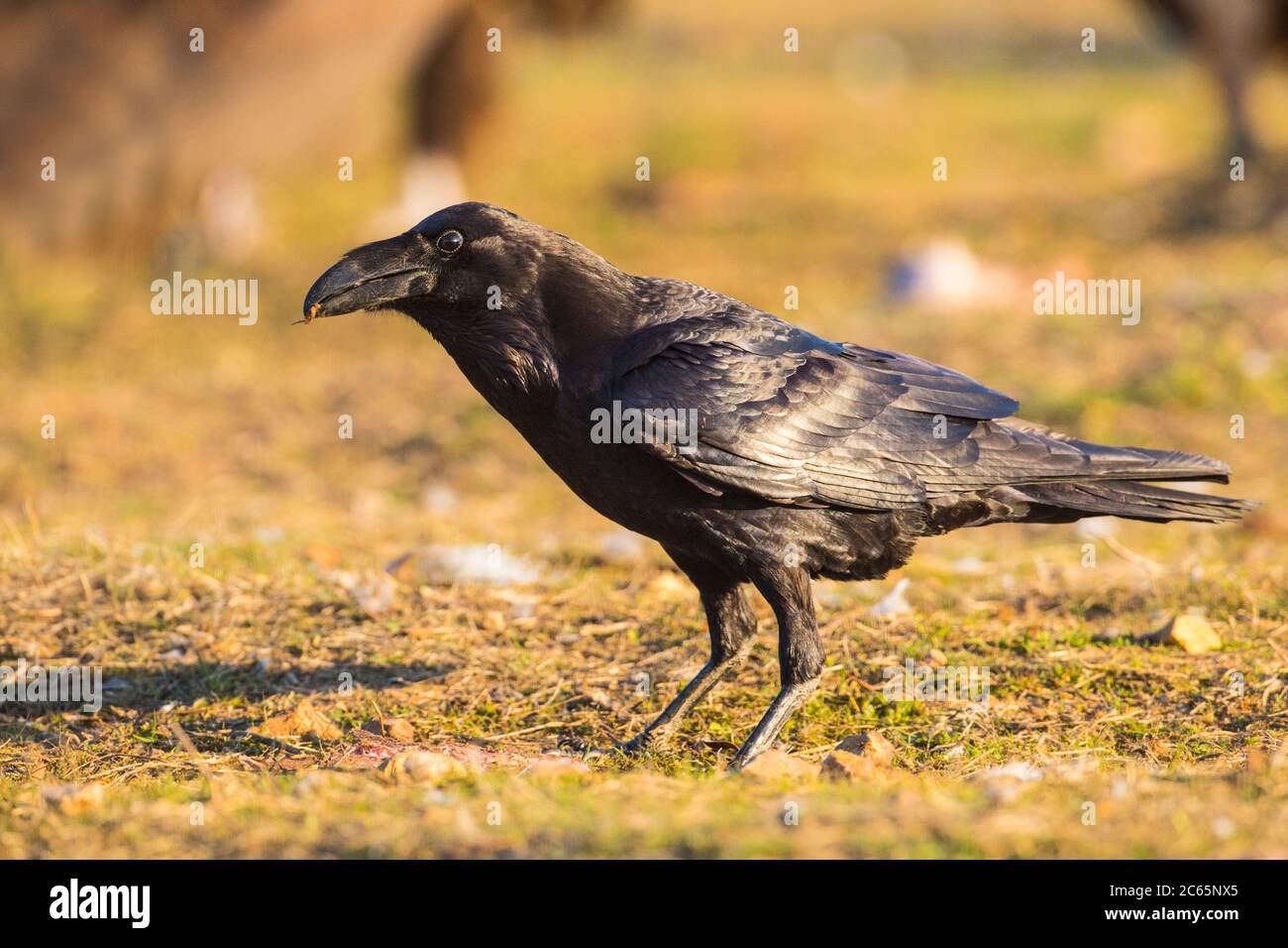 Raaf Common Raven Corvus Corax Canariensis Stock Photo Alamy